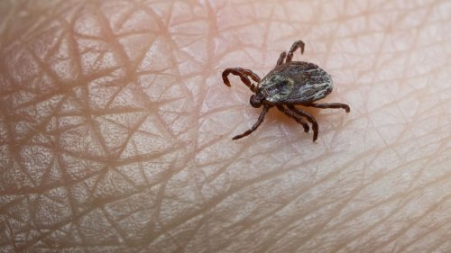 So schützt man sich vor Zecken und anderen Plagegeistern