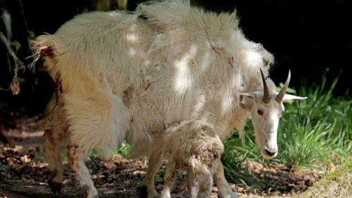 Weiß und flauschig: Nachwuchs bei den Schneeziegen im Oberwald