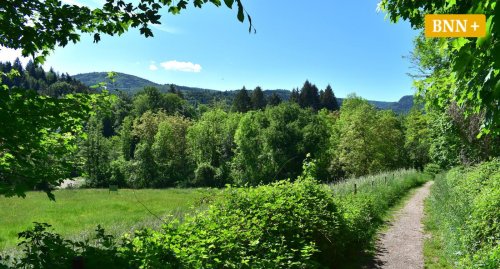 Talwiesen und Bergwaldromantik: Wanderung bei Baden-Baden-Lichtental
