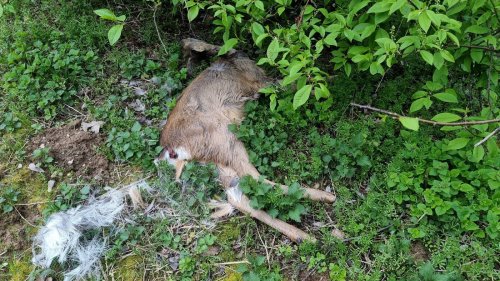 Trächtiges Reh in Bühl gerissen: War es ein frei laufender Hund?