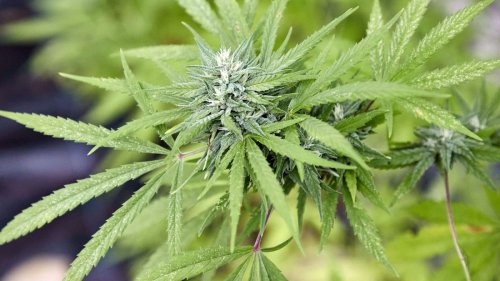 Landesbehörde: Prüfen weiter Cannabis-Clubs