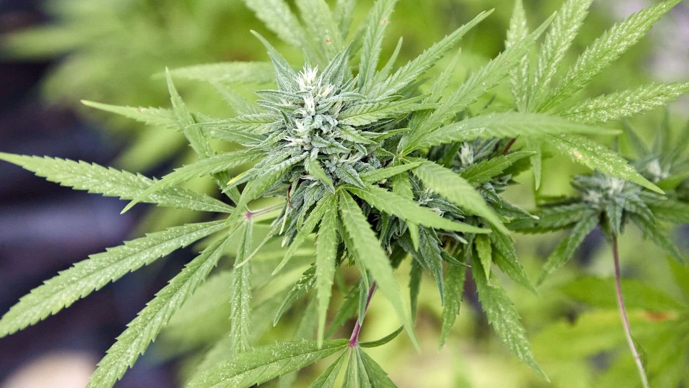 Landesbehörde: Prüfen weiter Cannabis-Clubs