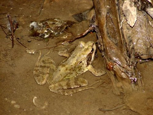 Naturdenkmäler in Bretten im Fokus einer Vortragsreihe zum Klimaschutz