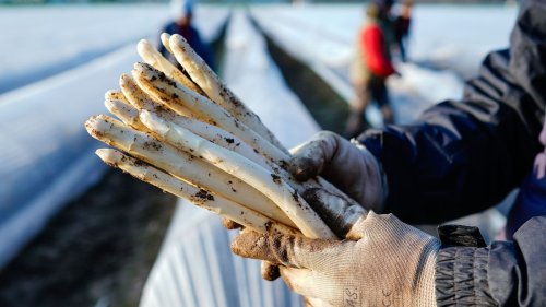 Spargelsaison beginnt – erster Spargel in Teilen Badens