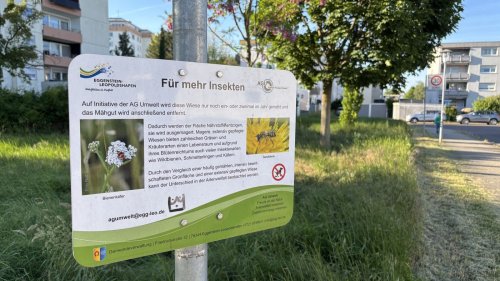 Neues am Abend: Warum auf Karlsruher Wiesen mehr Insekten sind