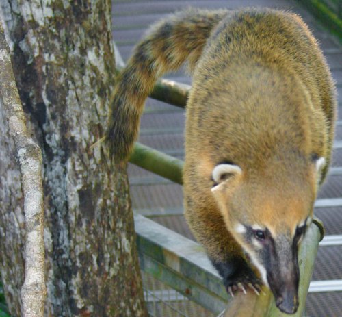 Sunday Morning Photograph May 22 2022: South American Coatis in Brazil.