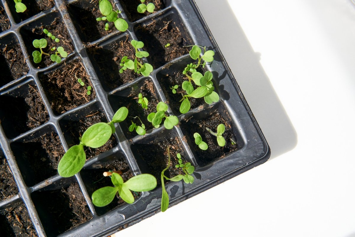 The 5 Best Spots in Your Home for Plant Starts