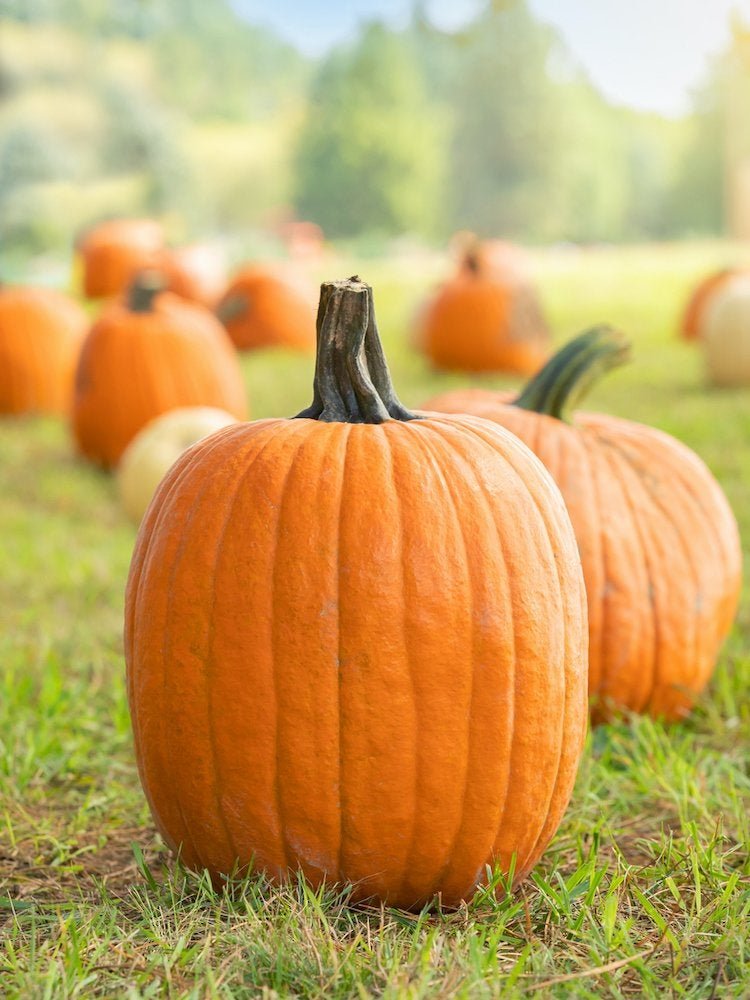 13 Other Things You Can Do with a Pumpkin