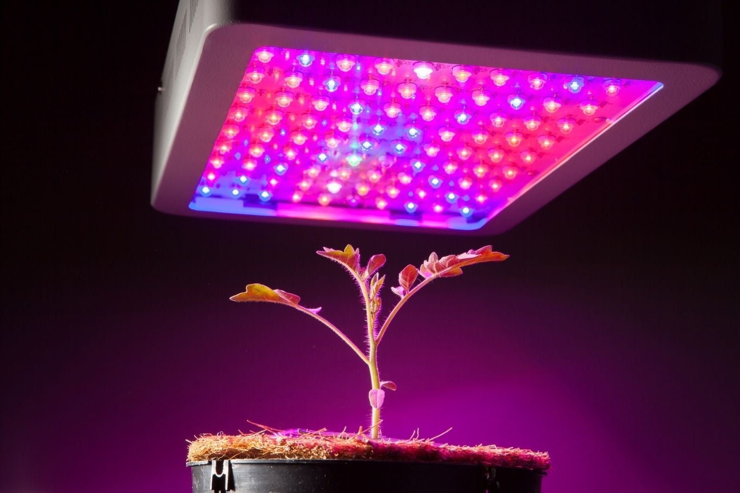 The Best LED Grow Lights of 2022