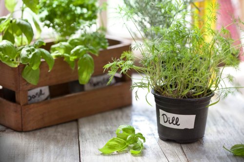 12 Secrets for a Successful Indoor Garden