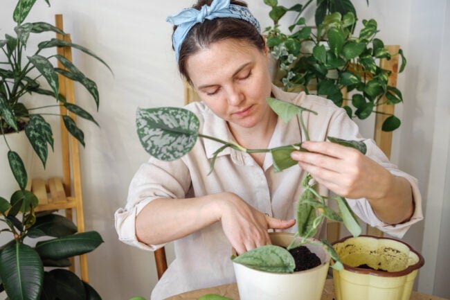 How to Propagate Pothos Plants: 3 Foolproof Methods, According to Experts