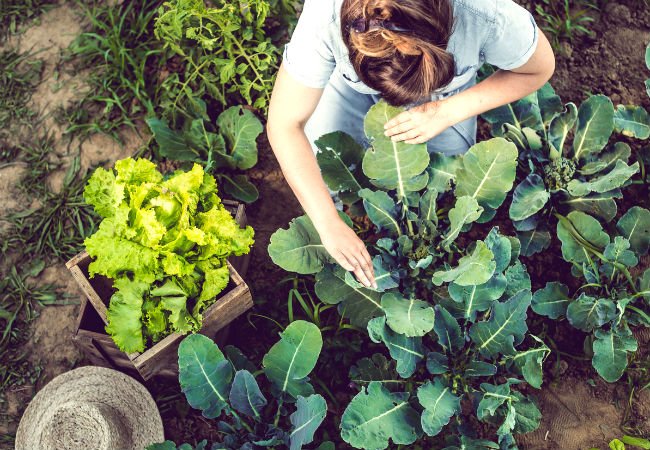 All You Need to Know About Loamy Soil