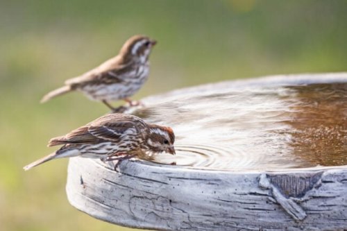 How to Clean a Bird Bath the Right Way