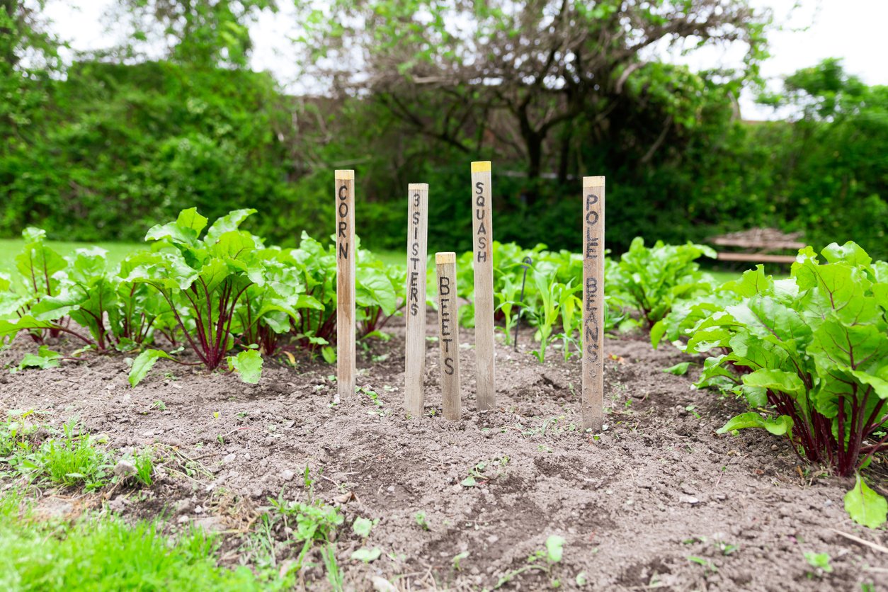How to Grow a Three Sisters Garden at Home