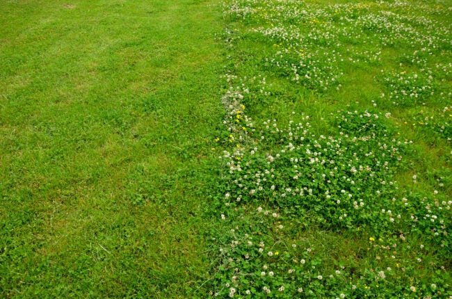 3 Good Reasons Why You Shouldn’t Kill Clover in Your Yard - cover