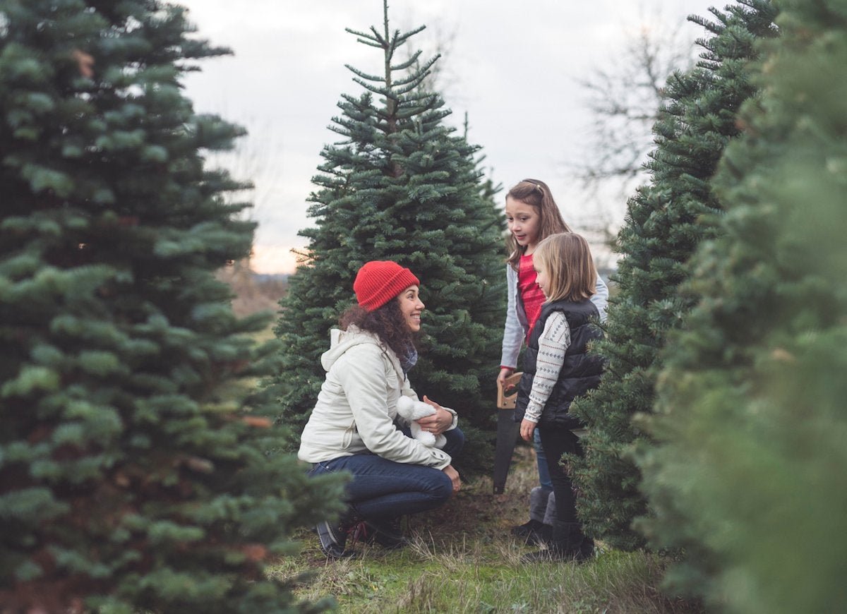 10 Things You Should Know Before You Cut Down Your Own Christmas Tree