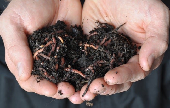 Why Every Gardener Needs a Worm Bin