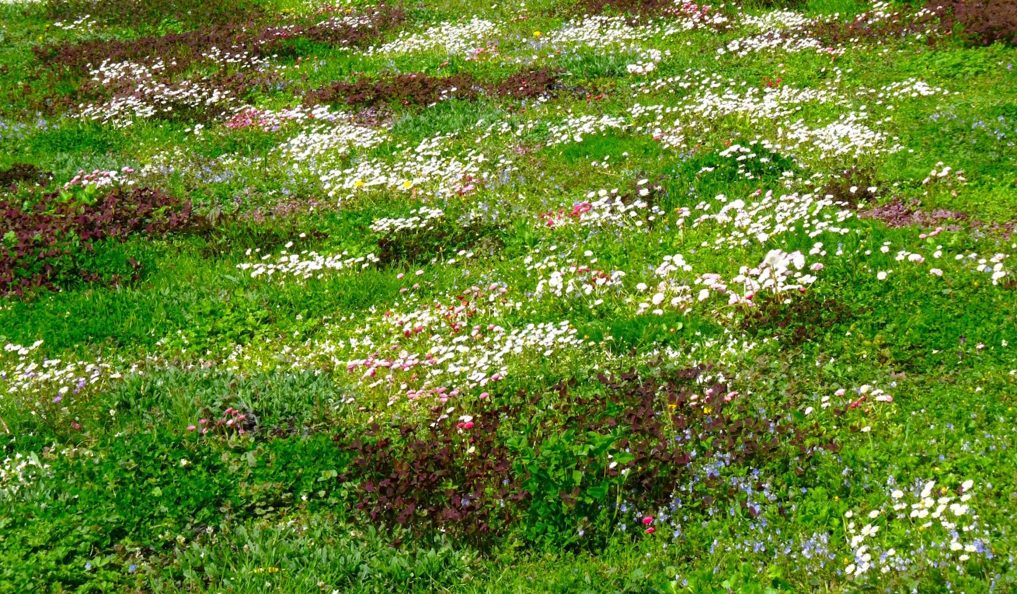 Important Things to Know About Tapestry Lawns