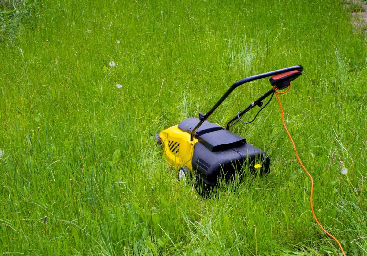 I Let My Lawn Grow for No Mow May—Here’s What Happened