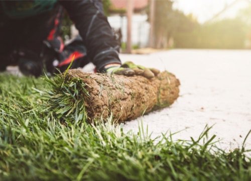 Laying Sod: A Step-by-Step Guide to a Lush Lawn