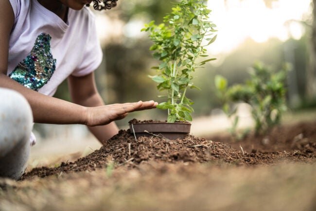 5 Clever Reasons to Plant a Tree on Your Property
