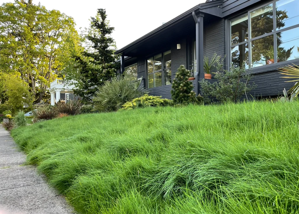 What Is No-Mow Grass? (Hint: It’s Not Artificial Turf)