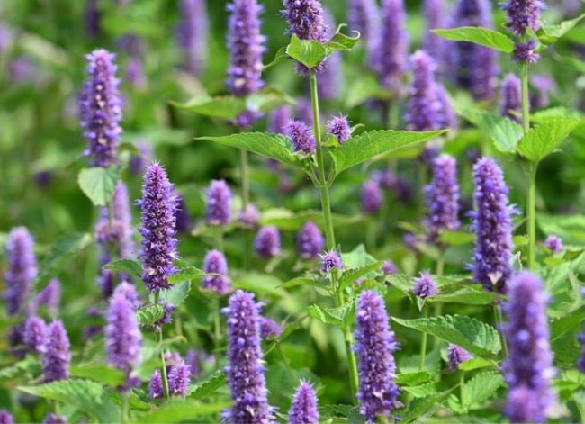 14 Old-Fashioned Flowers That Still Look Great in Today’s Home Gardens