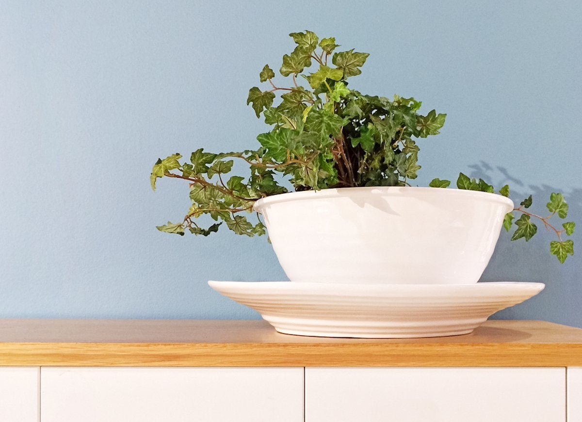 The 9 Best Houseplants for the Kitchen