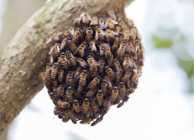How to Protect Honeybees During Swarm Season - cover