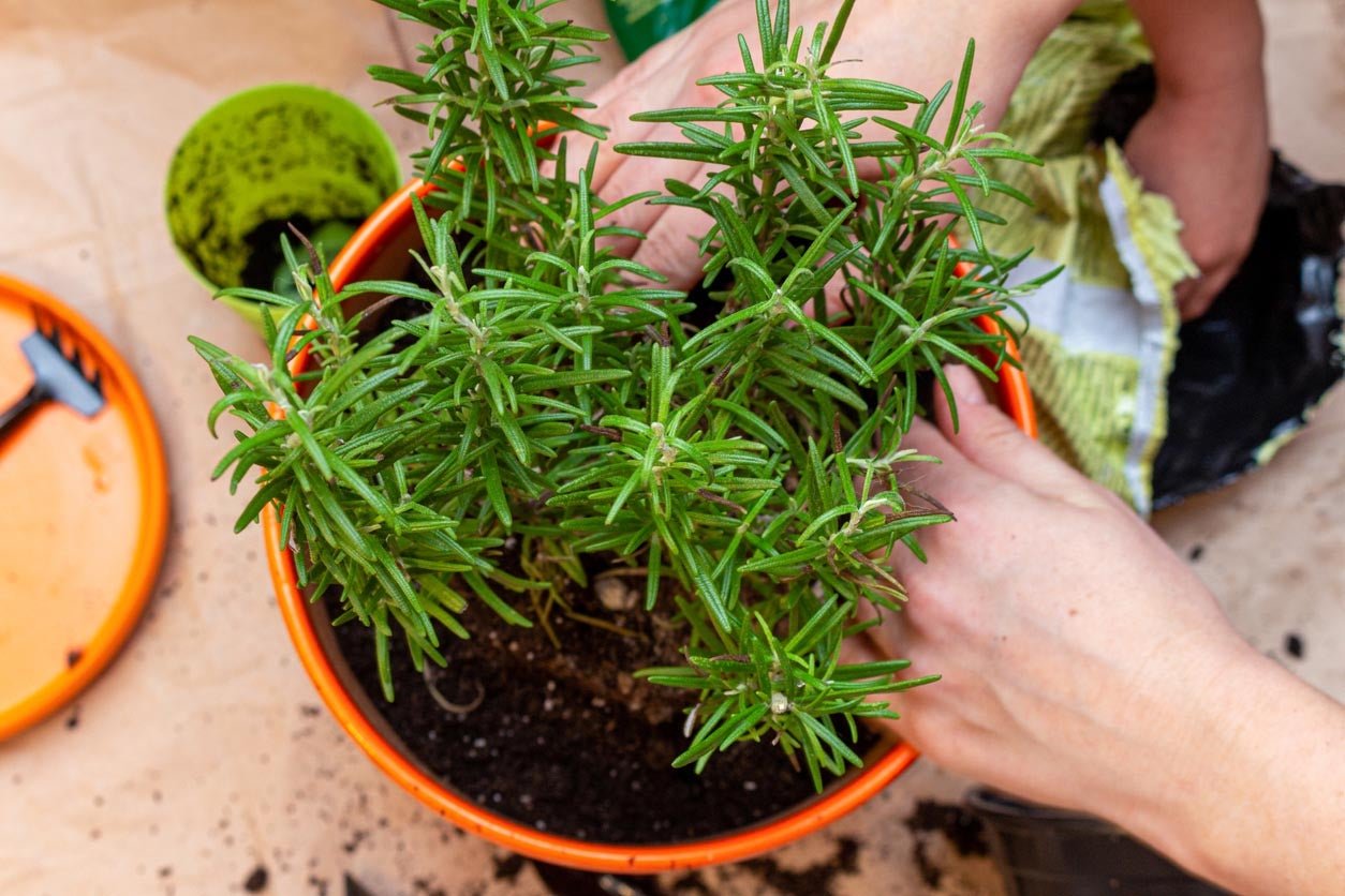 How To: Propagate Rosemary