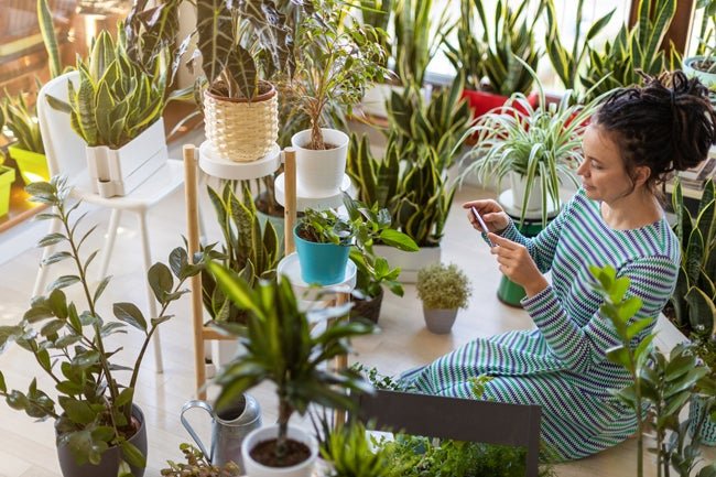 7 Instagrammers Whose Houseplants Have a Cult Following