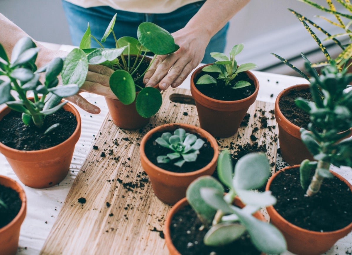 10 Houseplants You Can Propagate the Fastest for an Ever-Expanding Indoor Garden