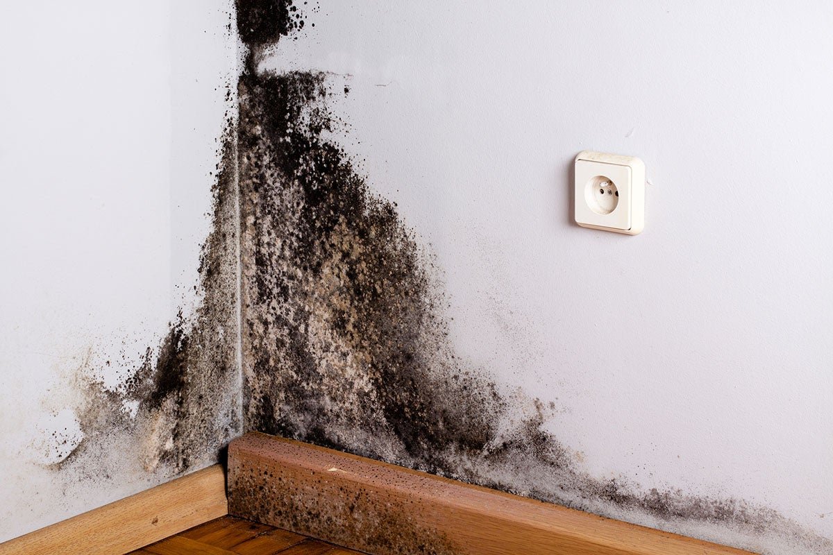 Solved! What Does Black Mold Look Like?