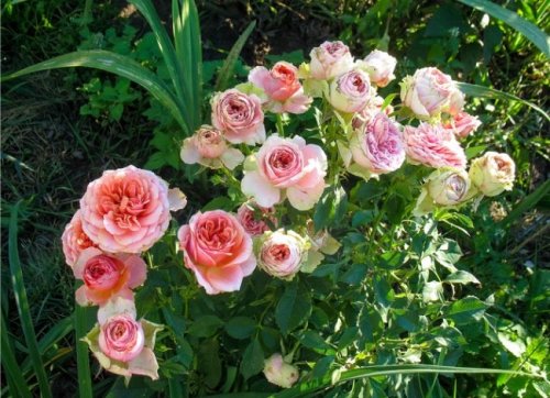 14 Old-Fashioned Flowers That Still Look Great in Today’s Home Gardens