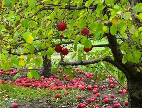 How To: Plant an Apple Tree