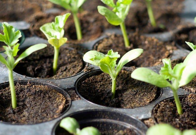 All You Need to Know About Starting Seeds Indoors