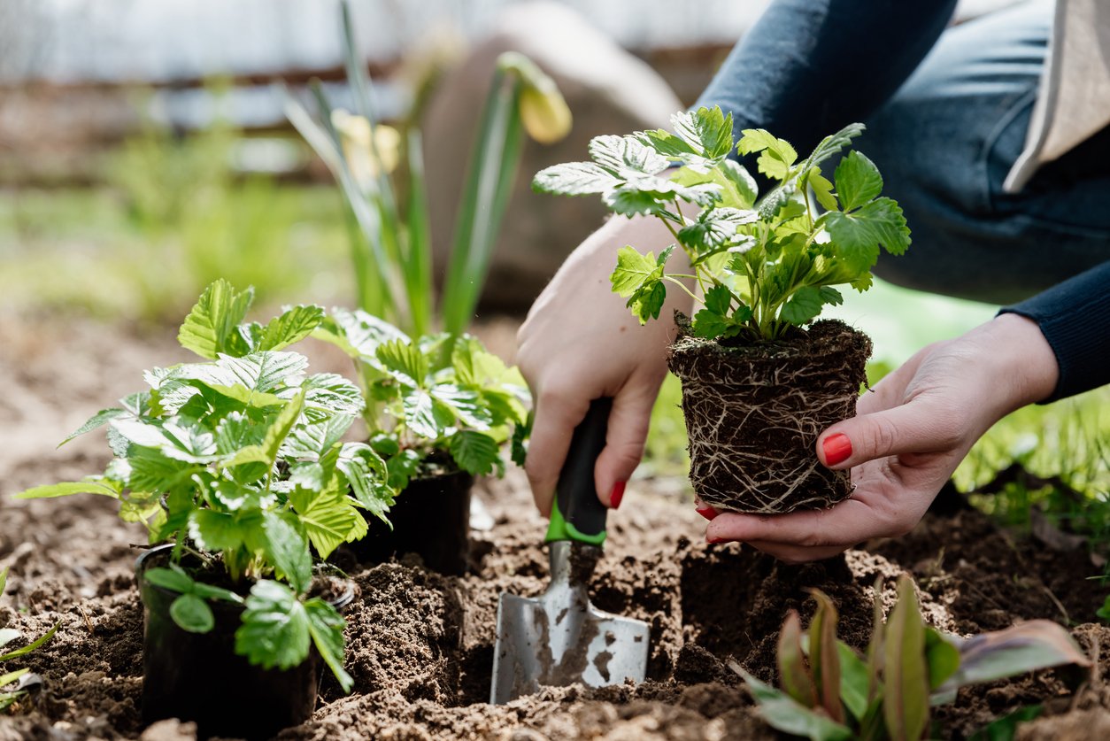 What Is Companion Planting and How to Use It in Your Home Garden