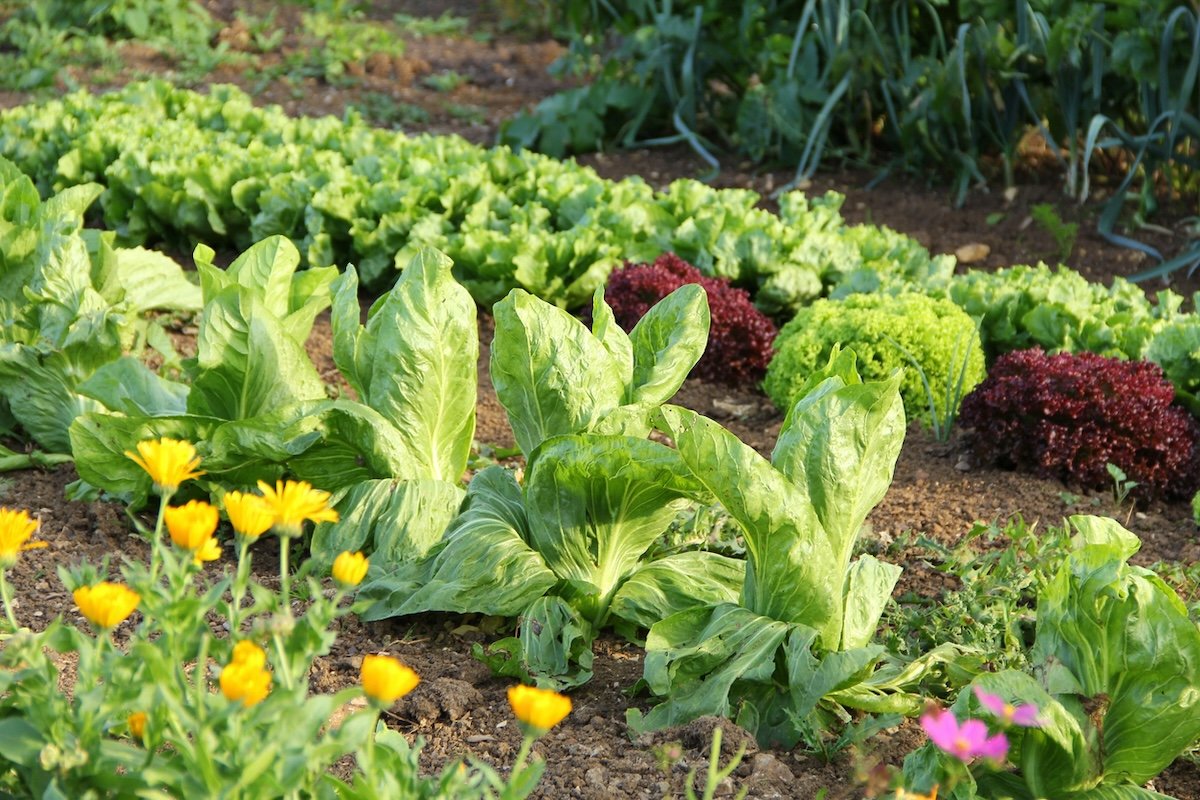 Weed-Free Gardening: 7 Tips to Get Weeds Under Control for Good