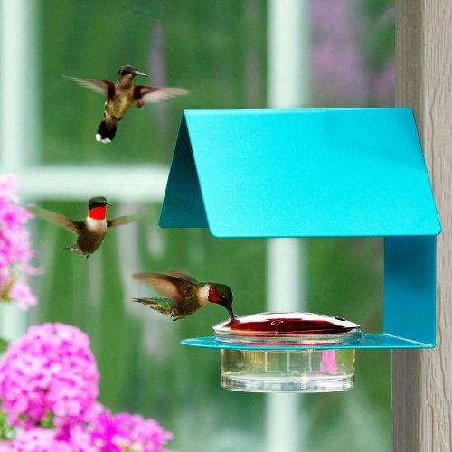 Everything You Need To Start Attracting Hummingbirds to Your Backyard