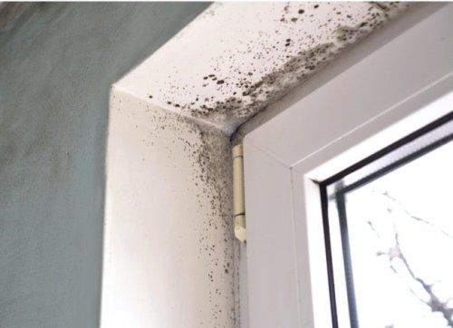 How to Get Rid of Every Kind of Mold Around the House—for Good