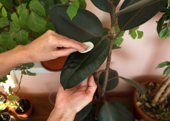 3 Good Reasons to Dust Your Houseplants—and How to Do It