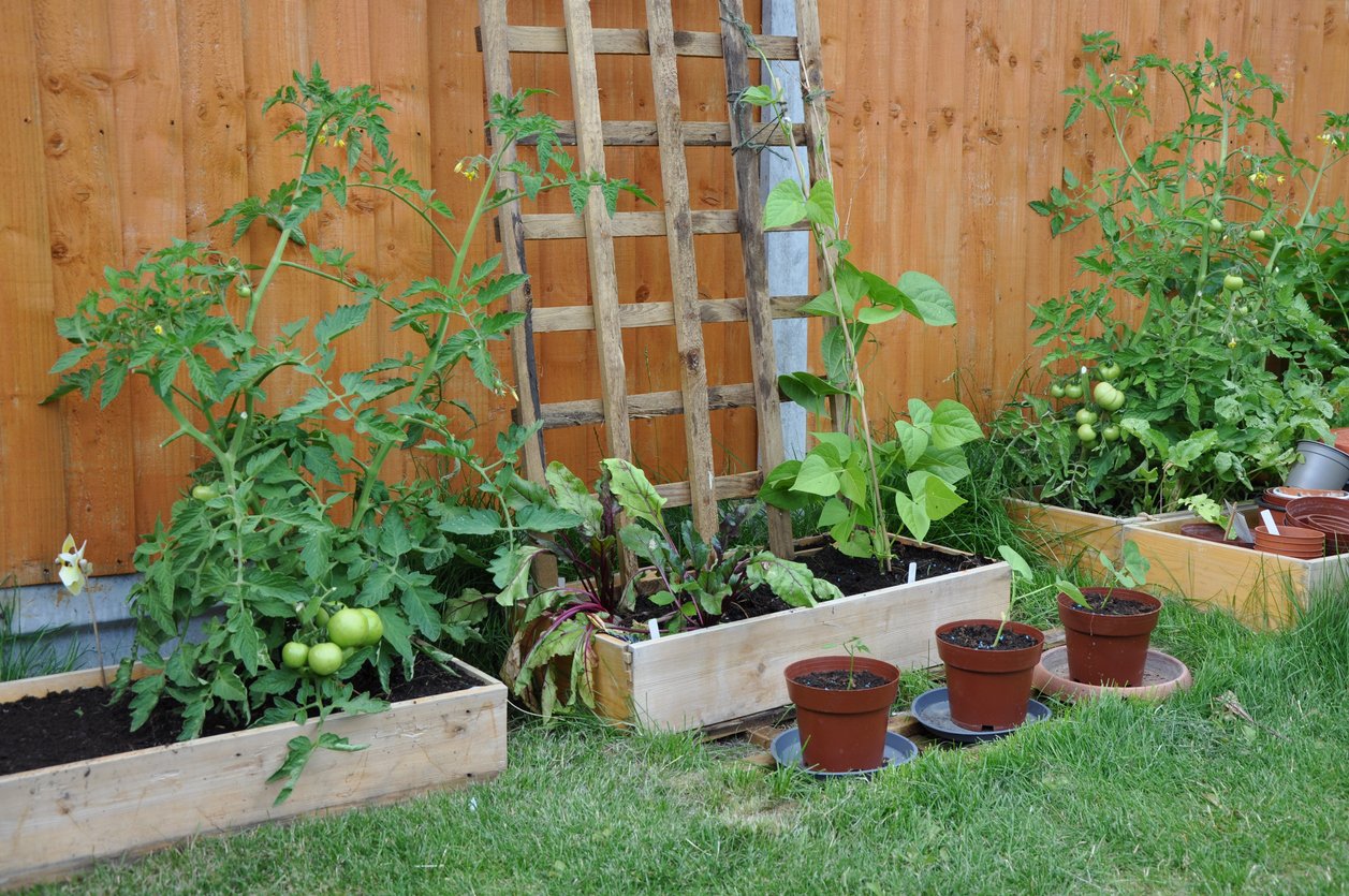 12 Climbing Vegetables That Are Perfect for Compact Gardens