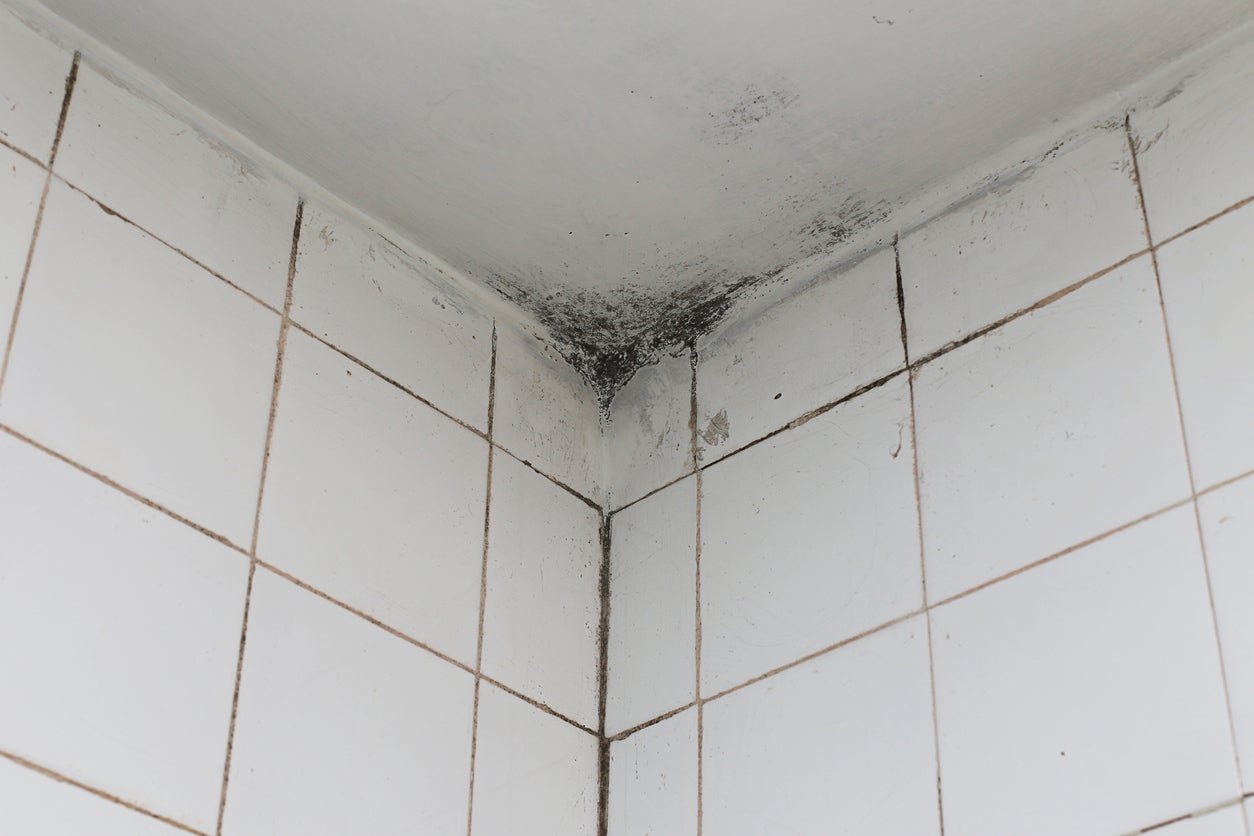 Solved! This is How to Get Rid of Mold on Walls