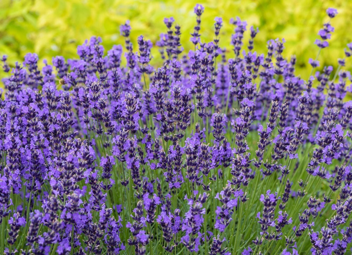 10 Flowers That Attract Bees to Your Garden
