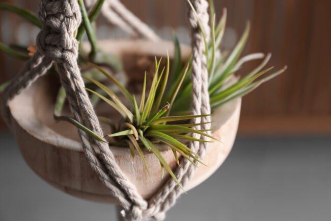 This Air Plant Care Routine Is a Breeze