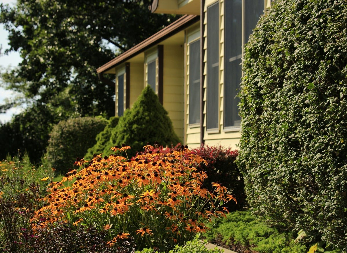 Drought-Tolerant Landscaping: Top Tips for a Hardy, Low-Maintenance Yard