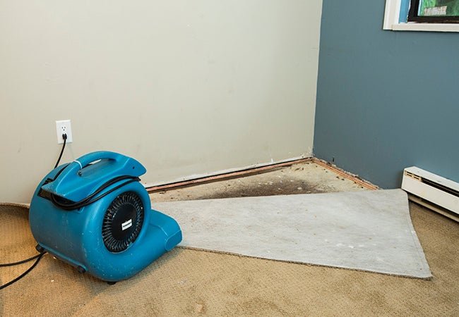 How To: Get Mold Out of Carpet