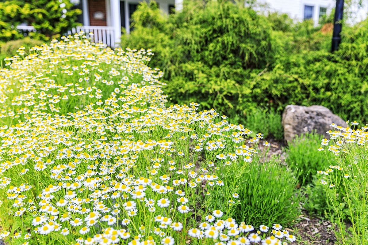 It’s Possible to Replace Your Turfgrass Lawn With Chamomile—But Should You?