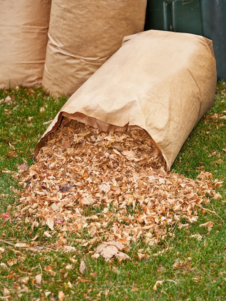 The Do's and Don'ts of Cleaning Up Leaves