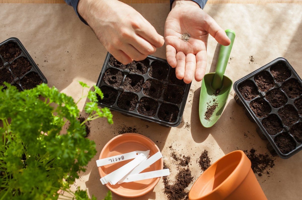 This Is the Best Time to Start Seeds Indoors for a Thriving Spring Garden
